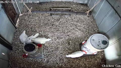 Millar Time Chicken Cam