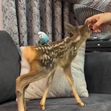Bambi and friends