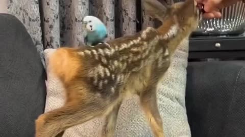 Bambi and friends