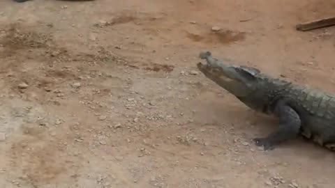 Crocodiles are afraid of shovels.