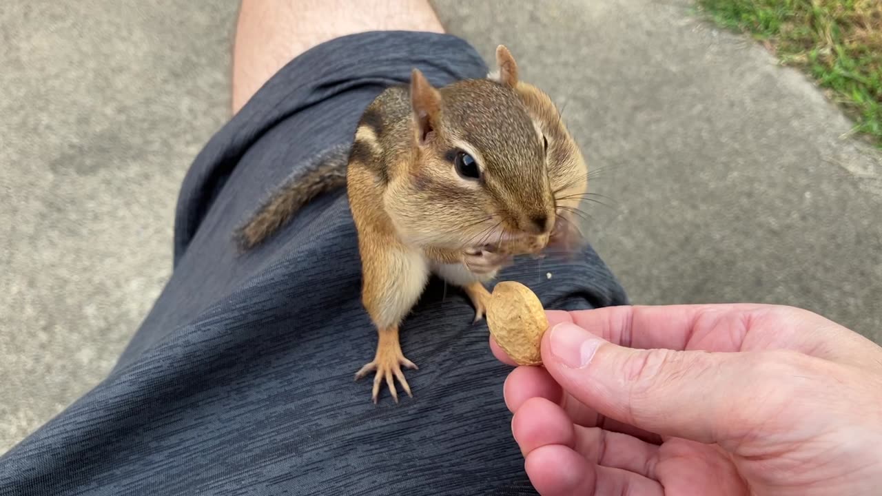 Chipmunk 2