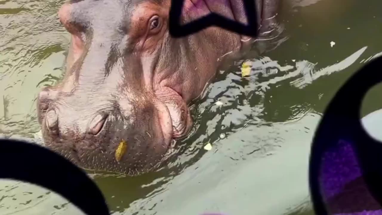 DAILY LIFE OF QIGE THE HIPPO ๐ฆ | Starting the Day with โHello, Handsome!โ ๐