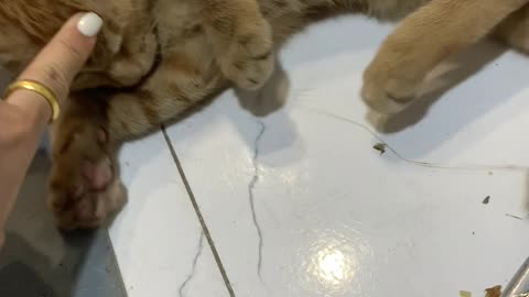 Cute Yellow Cat Tries to Charm Owner for Food – Too Polite to Steal!