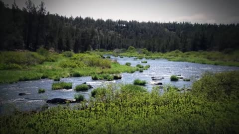 Wild Assassins – Bites | Free Documentary Nature Watch 'Wild Assassins – Stealth Killers' here: