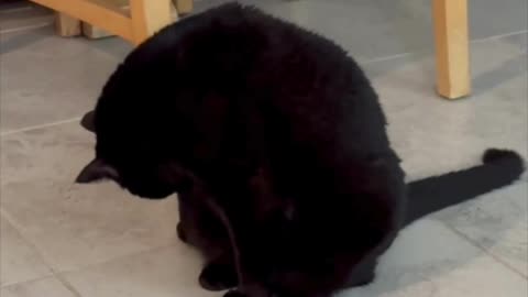 Cute Precious Piper Takes Care of Her Appearance - My Adopted Shelter Cat Vlog. #shorts