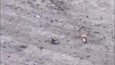 🛡️💣 Ukraine Russia War | Ukrainian BULAVA Unit Safely Defuses Mines with Wild Hornets Drone | RCF