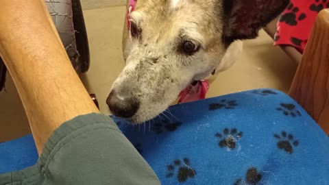 Venus 10y A851996@TRN lookin4forever home She's an angel💗didn't resource guard food I gave202597559
