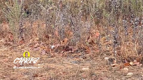 WILD TURKEYS!