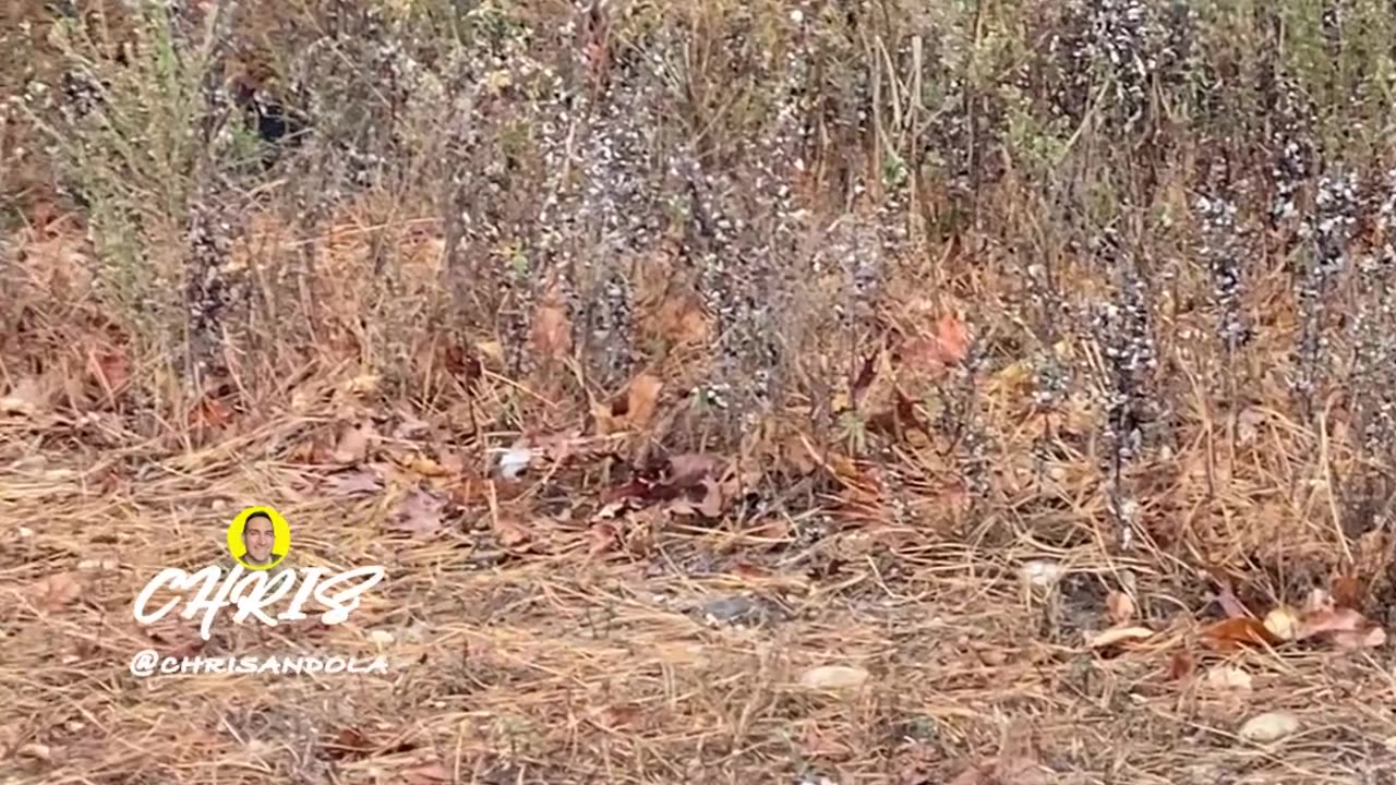 WILD TURKEYS!