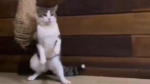 🤣🐱 You Have to See This Hilarious Catwalk! | FunFM