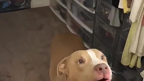 Jealous dog