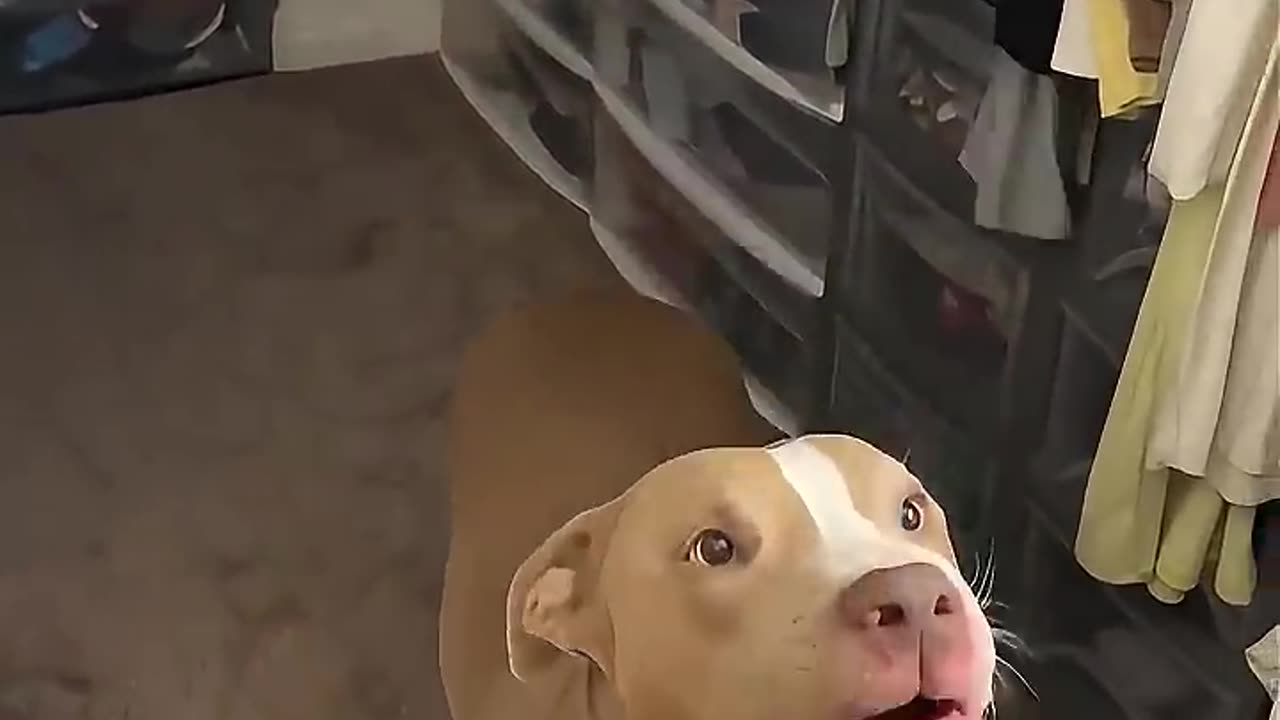 Jealous dog