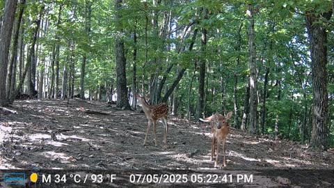 The Woods – 07/06/2025