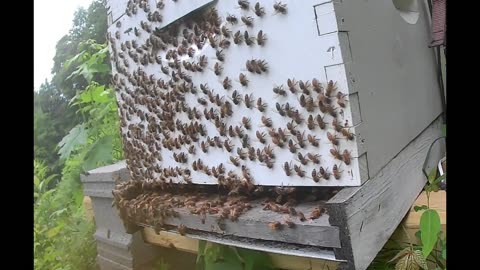 Bee Break #19