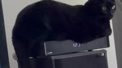 Cute Precious Piper Looks Beautiful in the Room - Adopting a Cat from a Shelter Vlog #shorts