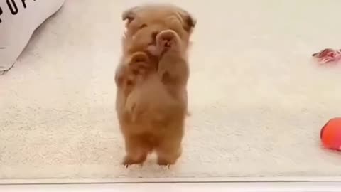 When cuteness overloads the internet!