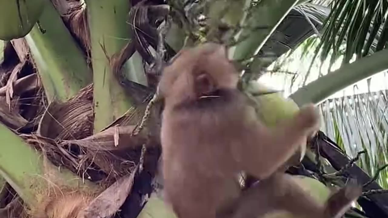 "Monkey Quickly Picking Coconuts from Tree!" 🐒🥥🌴#shorts