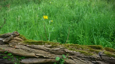 2 minutes of tranquility: Bird Song Relaxation - Flowing Water