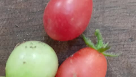 Tomatoes grew in the garden . I didn't know there was a plant