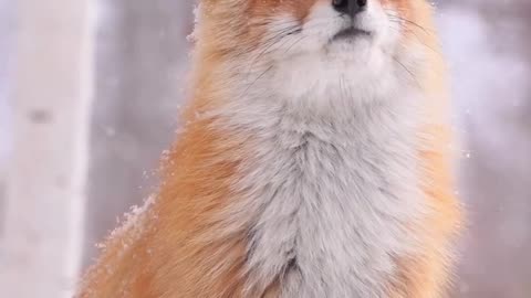 Beautiful Fox