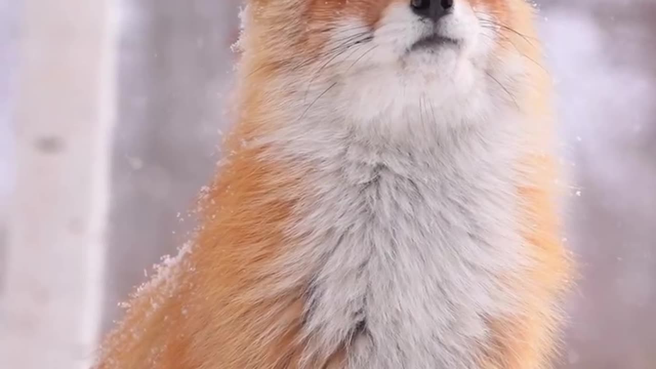 Beautiful Fox