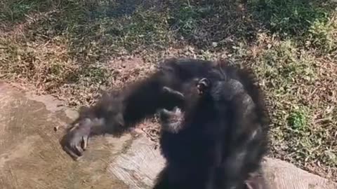 Amazing Dance