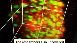 Japanese scientists have created a hydrogel that reverts cancer cells back to cancer stem cells