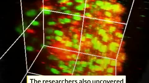 Japanese scientists have created a hydrogel that reverts cancer cells back to cancer stem cells