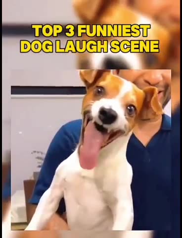 three funy dog
