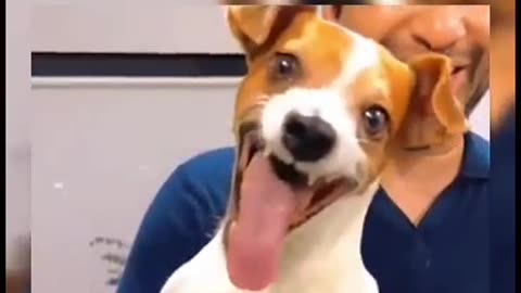three funy dog