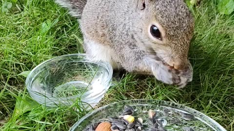 Mika The Squirrel and her favorite unsalted nuts! Looks delicious 😋