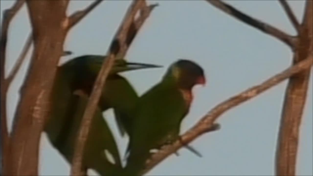 Fighting Lorikeets 11