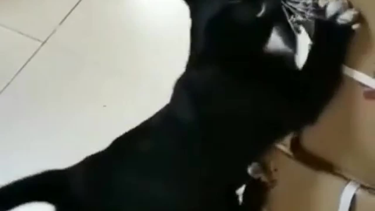 black cat want to open the box