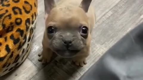 Dog Says “Mama” – Adorable & Funny! / Câinele Spune „Mama” – Drăguț și Amuzant! 🥰😂