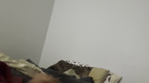 Yorkie trying to get my attention