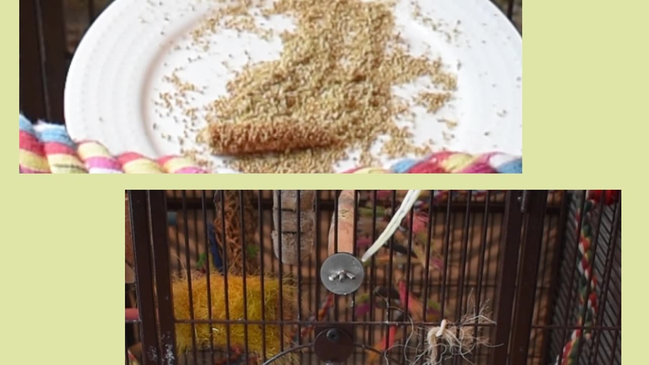 My Cockatiels Eating Peacefully | Relaxing Chirps & Calming Vibes
