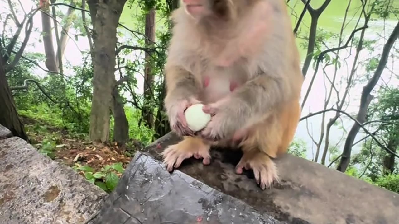 The monkey smelled the century egg and thought it was bad, so he threw it away.