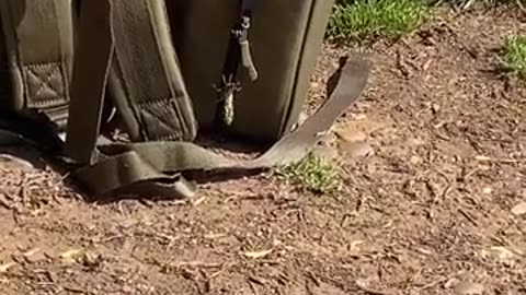 😱🦋 Dragonfly Larvae Surprise! | FunFM