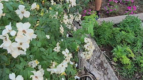 We are Deadheading Sally Holmes Roses like it's 1999 over here,