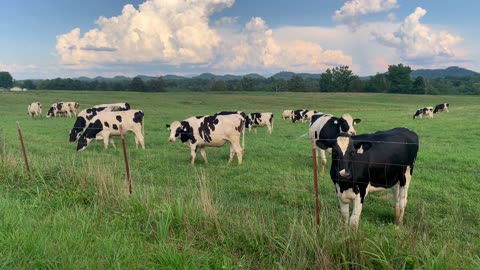 Holstein Cows Grazing in Green Pasture