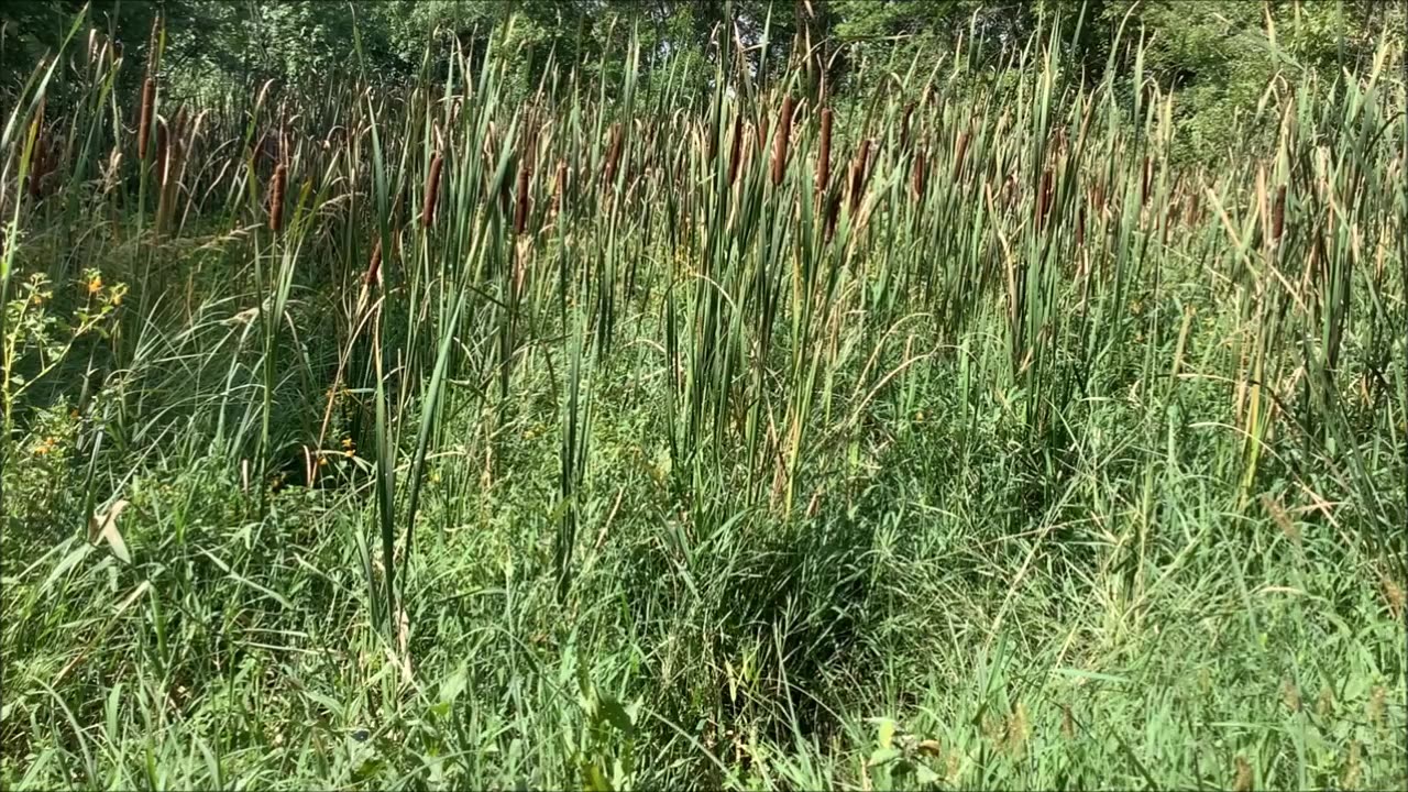 Emotional Grounding Cattail Aug 2023