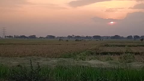 "Chasing the Sunset"