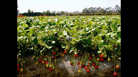 Alt-Tech S2 50 Day Neutral Strawberry Production In Ontario