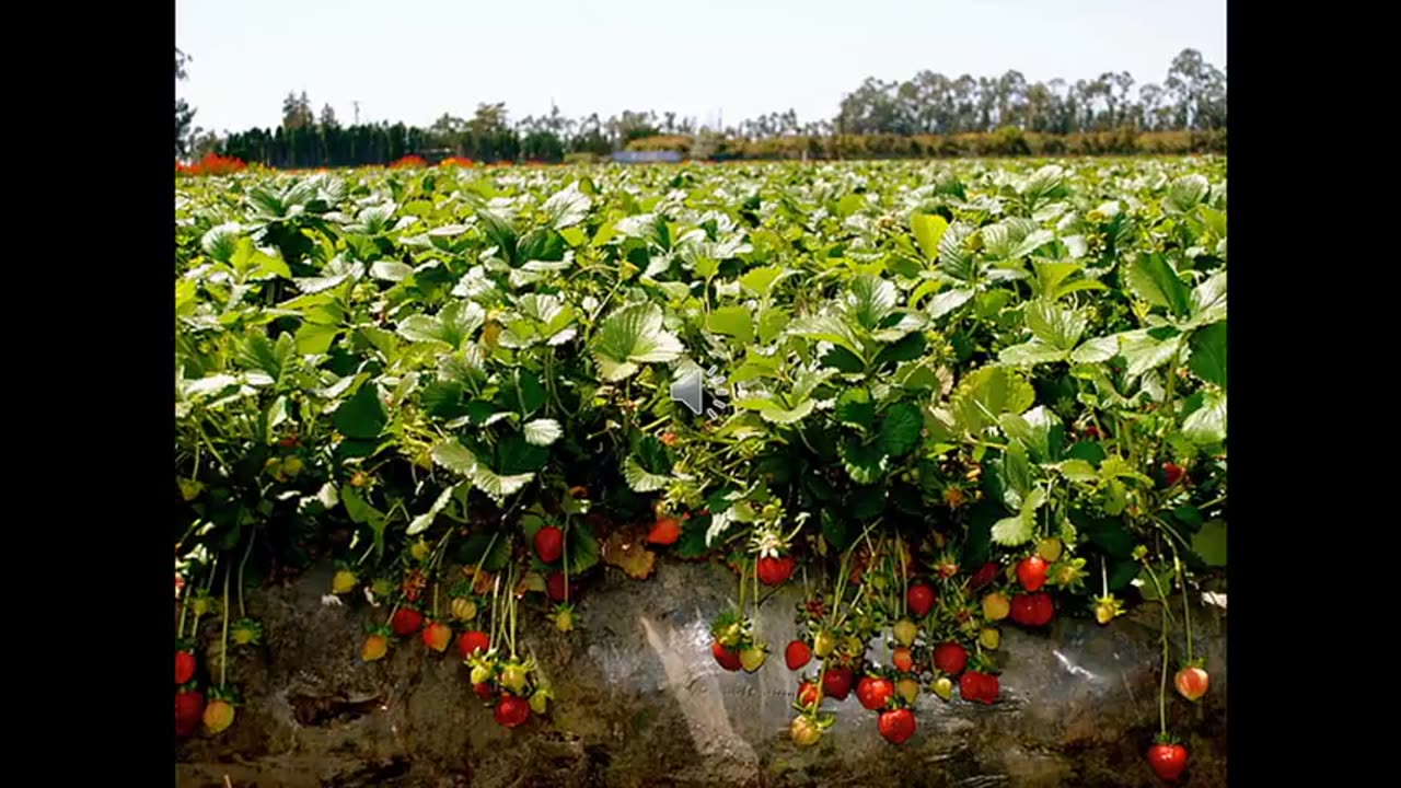 Alt-Tech S2 50 Day Neutral Strawberry Production In Ontario