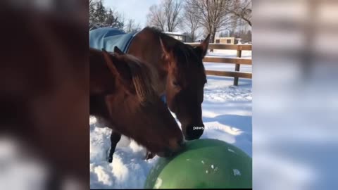 "FUNNIEST Animal Videos that Will Leave You SPEECHLESS"