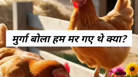 Funny video show