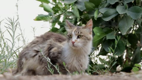 Cats video cute cats video #2
