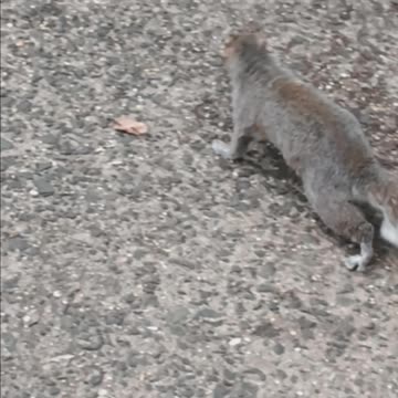 Squirrel approaching me