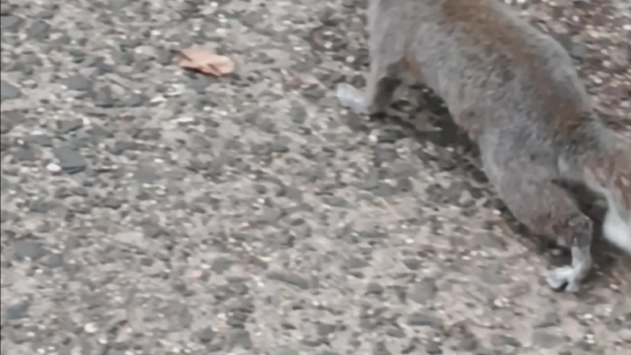 Squirrel approaching me