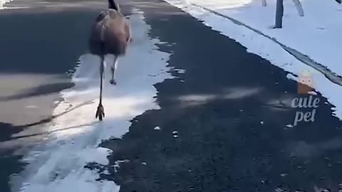 Funniest Animal Fails
